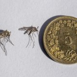 Un moustique indigène, à gauche, et un moustique-tigre, au centre.